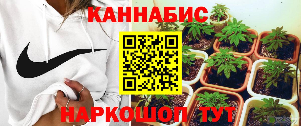 Пушкино  Марихуана семена  Канабис гибрид  Конопля MAZAR  Вход с VPN  Марихуана THC 21% 